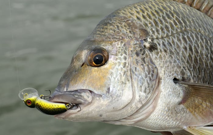 How fast to retrieve Crankbait lures?