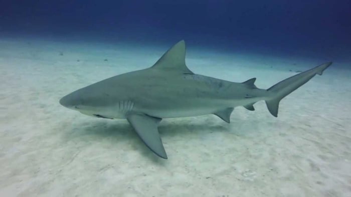 Rigging up for Bull Sharks