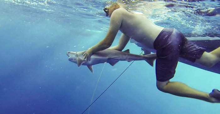 An Interview with Chris Maxey, Co-Founder of the Island School