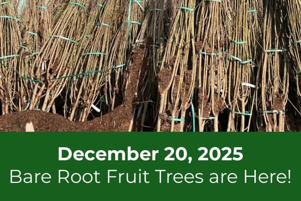 Bare Root Fruit Trees are Here!