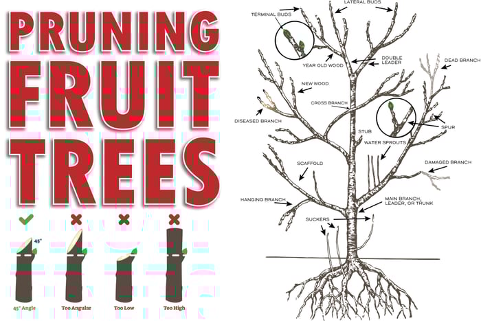 Pruning Fruit Trees: A Simple Guide
