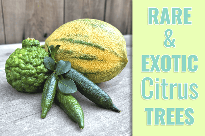 Rare and Exotic Citrus Trees You Can Grow