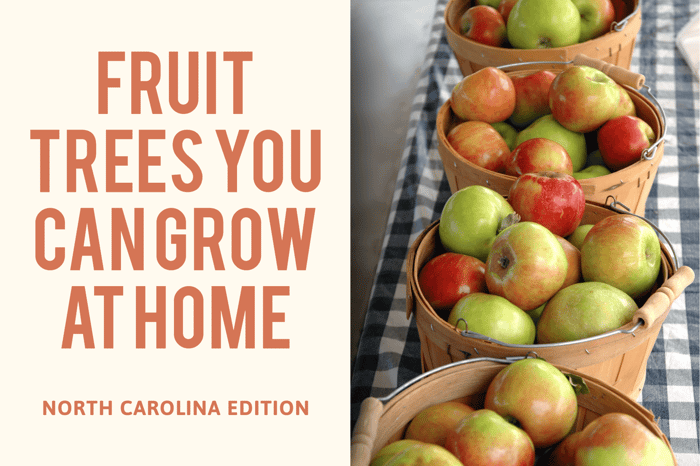 North Carolina: Fruit Tree Growing Guide