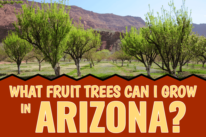 Arizona: Fruit Tree Growing Guide