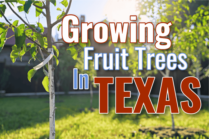 Texas: Fruit Tree Growing Guide