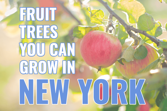New York: Fruit Trees That You Can Grow