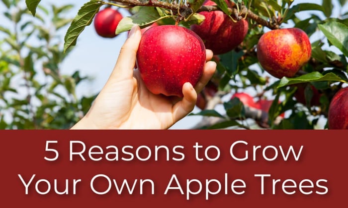 5 Reasons to Grow Your Own Apple Trees