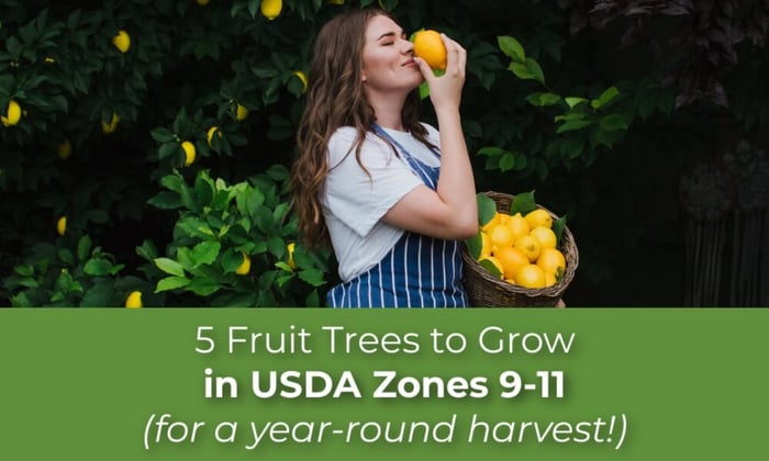a woman in her garden. five fruit trees to grow in zones 9-11