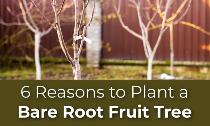 6 Reasons to Plant a Bare Root Fruit Tree