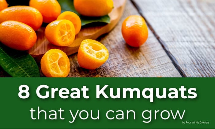 8 Great Kumquat Varieties That You Can Grow