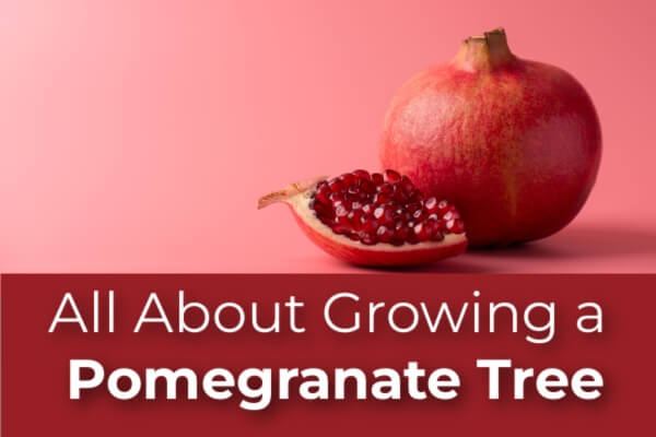 All About Growing a Pomegranate Tree