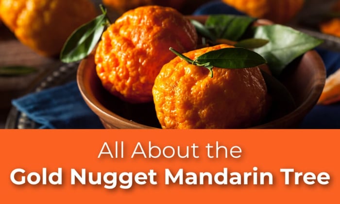 All About the Gold Nugget Mandarin Tree