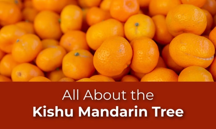All About the Kishu Mandarin Tree