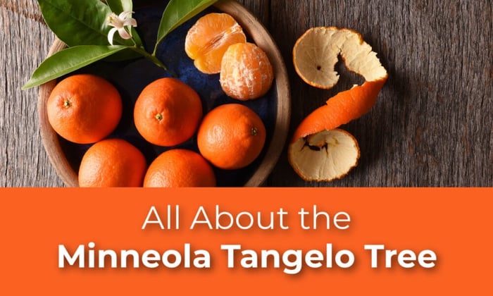 All About the Minneola Tangelo Tree