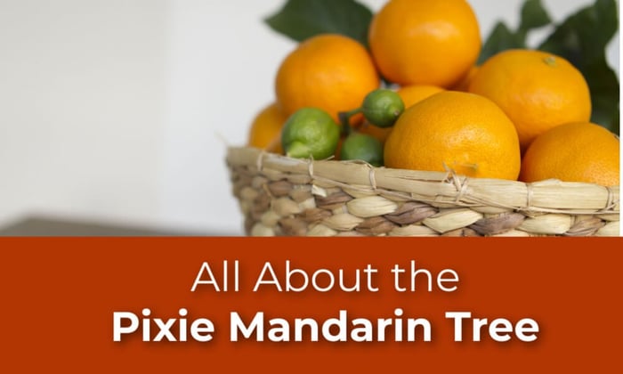 All About The The Pixie Mandarin tree