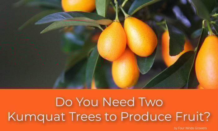 Do You Need Two Kumquat Trees to Produce Fruit?