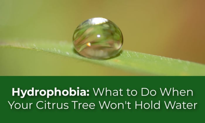 Hydrophobia: What to Do When Your Citrus Tree Won't Hold Water