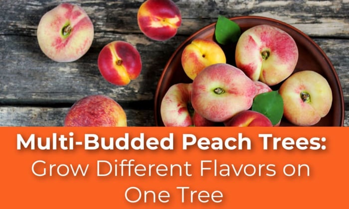 Multi-Budded Peach Trees: Grow Different Flavors on One Tree