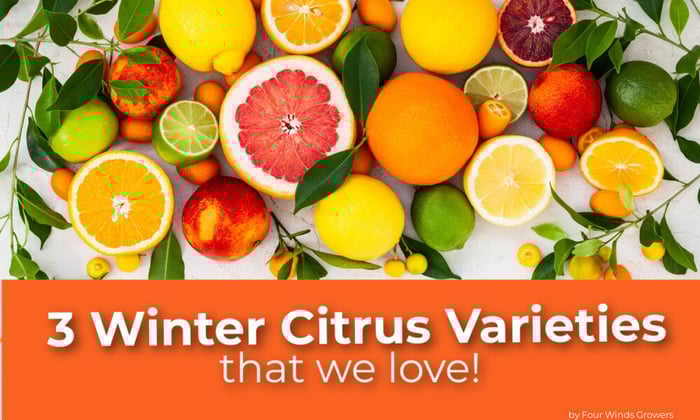 Our Top 3 Favorite Winter Citrus Varieties
