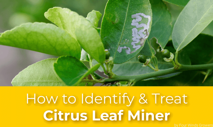 How to Identify & Treat Citrus Leaf Miner