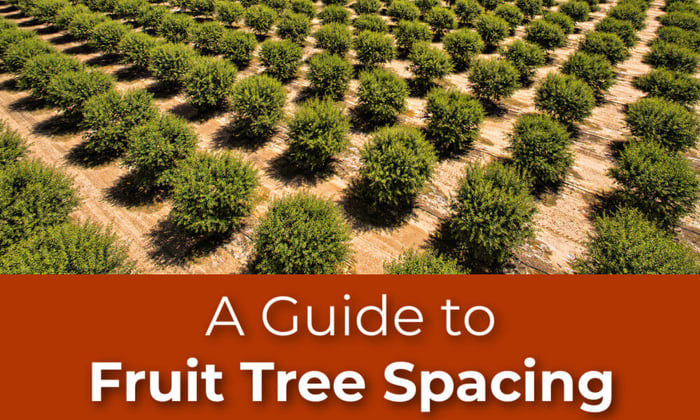 A Guide to Fruit Tree Spacing