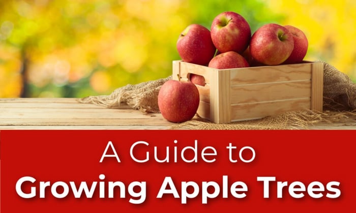 A Guide to Growing Apple Trees