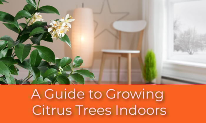 A Guide to Growing Citrus Trees Indoors