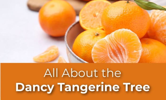 All About the Dancy Tangerine Tree