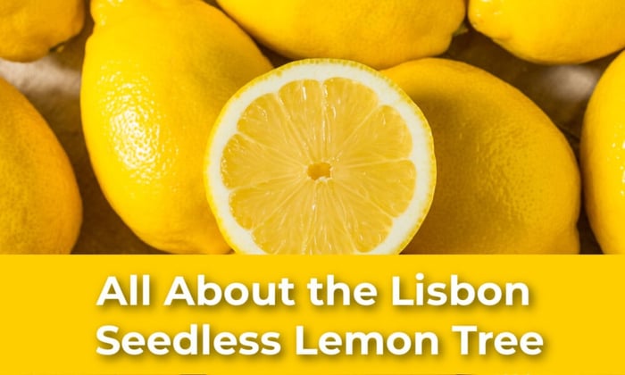 All About the Lisbon Seedless Lemon Tree