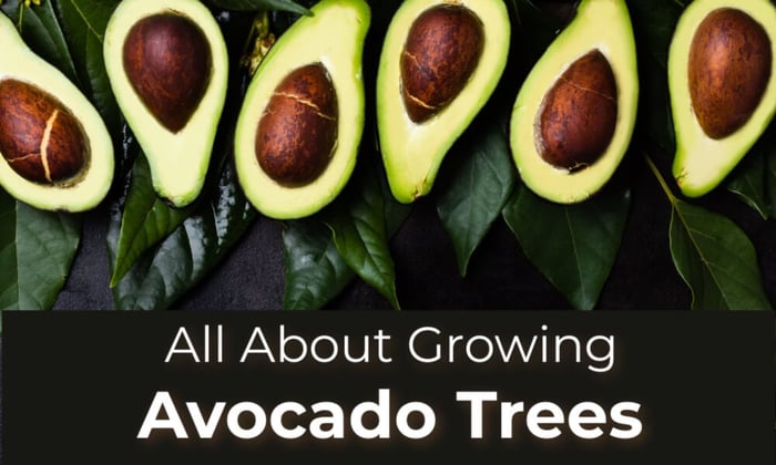Let's Talk Avocado Trees- All About Growing Avocado Trees