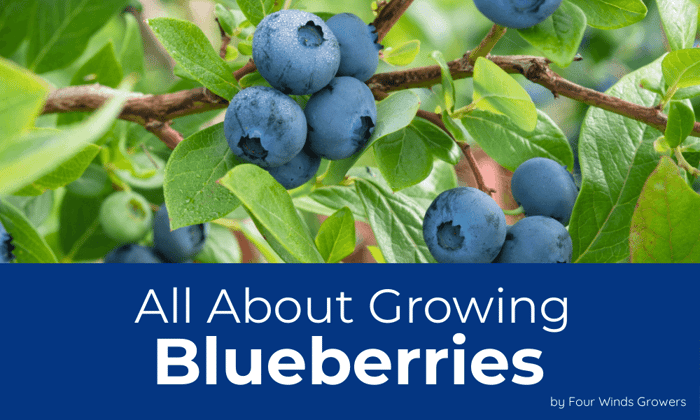All About Growing Blueberries in your Garden