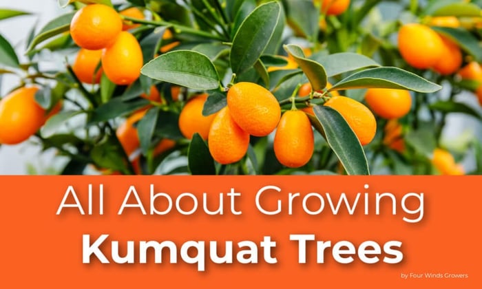 All About Growing Kumquat Trees