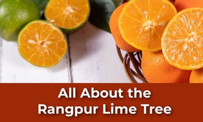 All About the Rangpur Lime Tree