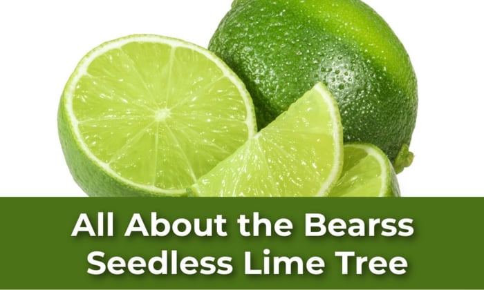 All About the The Bearss Lime Tree