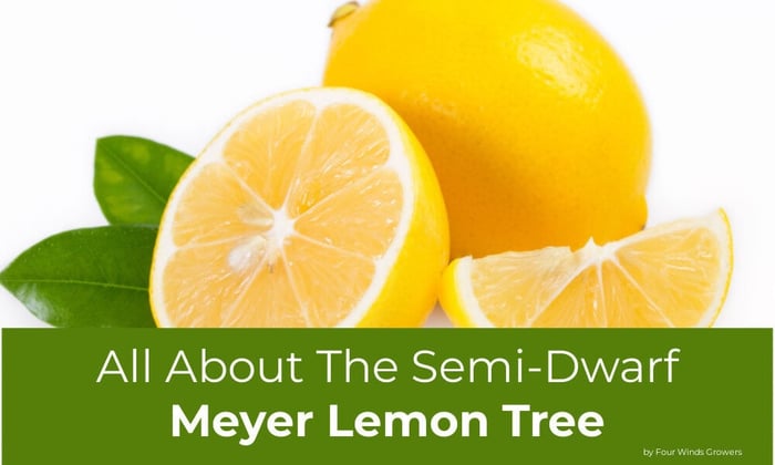 All About the Semi-Dwarf Meyer Lemon Tree