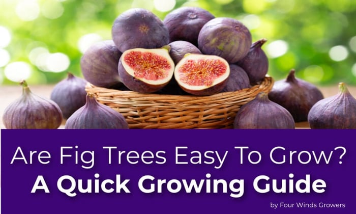 Are Fig Trees Easy To Grow? A Quick Growing Guide