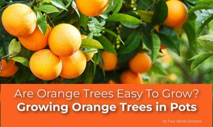 Are Orange Trees Easy To Grow? Growing Orange Trees in Pots