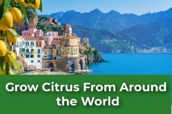 Grow Citrus From Around the World- 14 Amazing Varieties