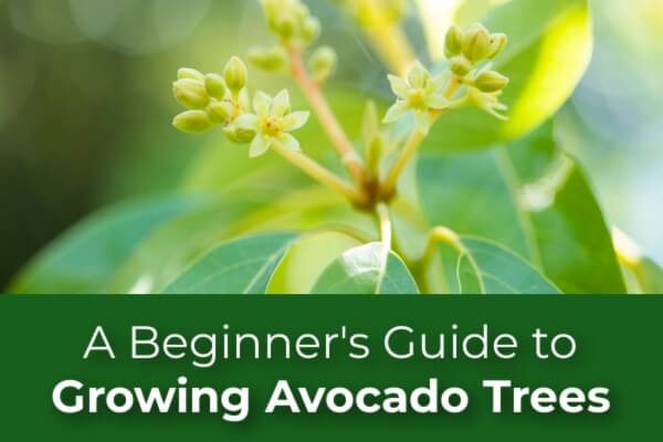 A Beginner's Guide to Growing Avocado Trees