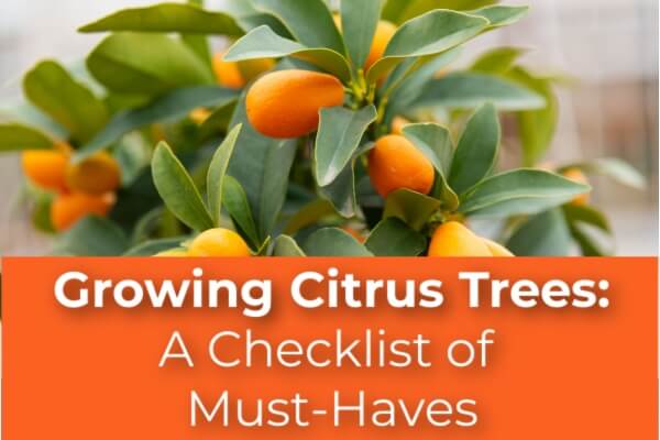 Growing Citrus Trees: A Checklist of Must-Haves