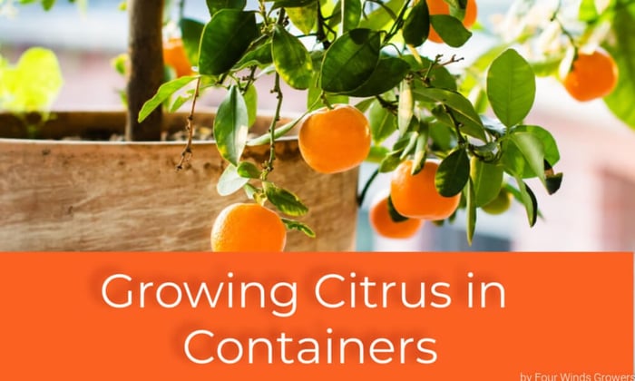 Growing Citrus in Containers
