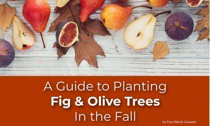 Guide to Planting Fig and Olive Trees in the Fall