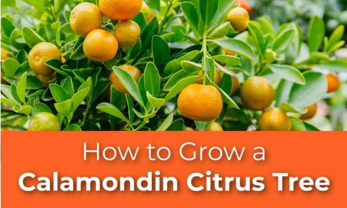 How to Grow a Calamondin Citrus Tree
