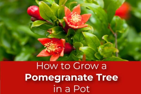 How to Grow a Pomegranate Tree in a Pot