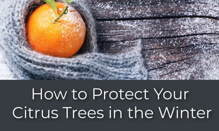 How to Protect Your Citrus Trees in the Winter