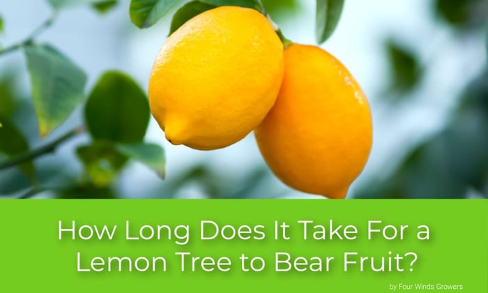 How Long Does It Take for a Lemon Tree to Bear Fruit?
