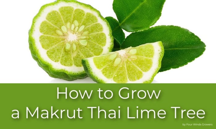 How to Grow a Makrut Thai Lime Tree