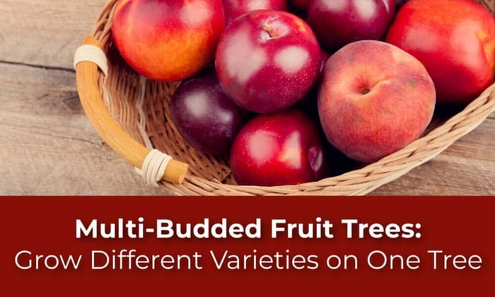 Multi-Budded Fruit Trees: Grow Different Varieties on One Tree