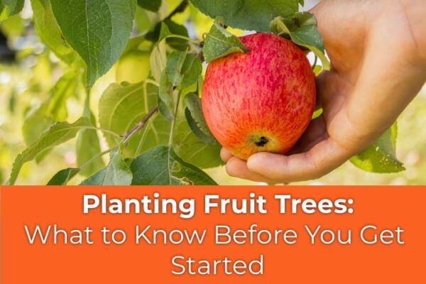 Planting Fruit Trees: What to Know Before You Get Started