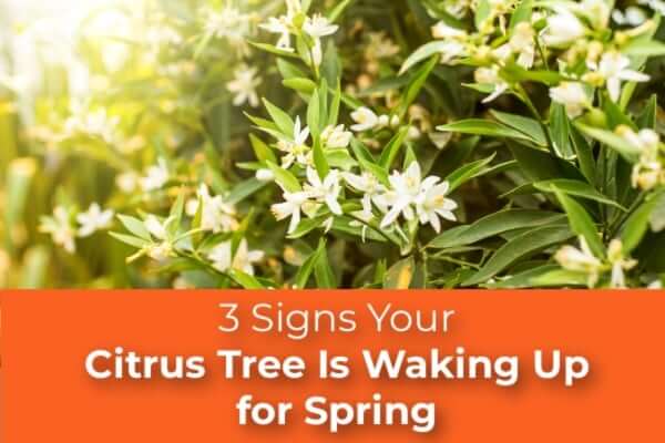 3 Signs Your Citrus Tree Is Waking Up for Spring